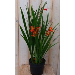 Crocosmia