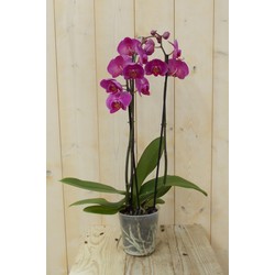 Vlinderorchidee Twee Takken roze 60 cm - Warentuin Natuurlijk