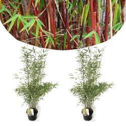 Fargesia Red Dragon - x2 - Niet woekerende Rode Bamboe - ⌀17cm - Hoogte 60-80cm