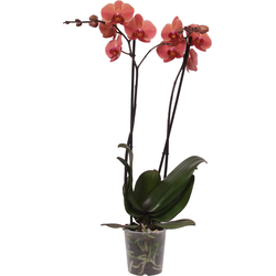 Green Bubble Narbonne orchidee (Phalaenopsis) - 70cm