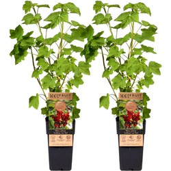 Ribes rubrum - Aalbes - Set van 2 - Rode bessen - ⌀15cm - Hoogte 50-60cm