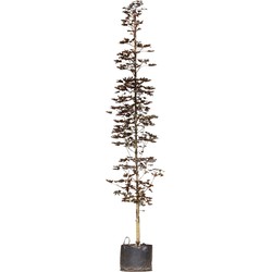 Roodbladige beuk laagstam Fagus syl. Atropunicea h 350 cm