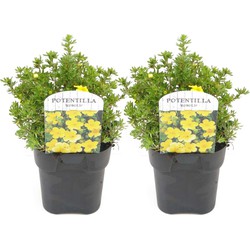 Potentilla ganzerik 'Kobold' - Set van 2 - Pot 17cm - 20-30cm