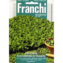 Cichorei Cicoria Di Trieste 40/18 zaden - Franchi