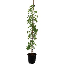 Campsis 'Mme Galen' XL - Tuinplant - Klimplant - 17 cm - Hoogte 110-120 cm