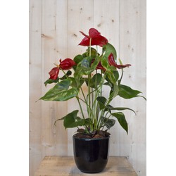 Anthurium rood in zwarte pot