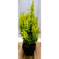 2 stuks - Berberis groengeel 40 cm