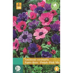 Anemone Coronaria Paars/Roze Mix