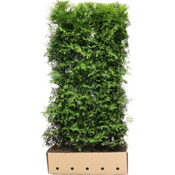 Thuja occidentalis brabant 200cm - Quickhedge