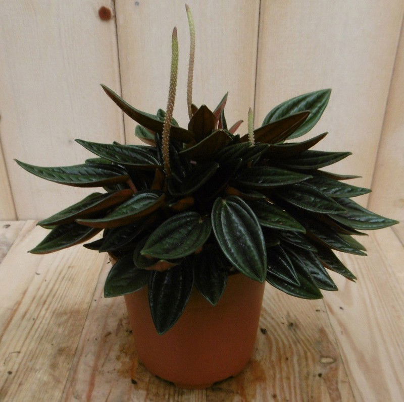 2 stuks! Peperomia rosso - 