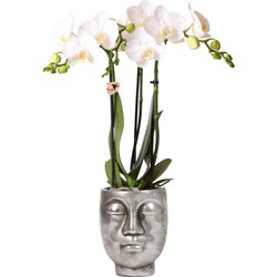 Kolibri Orchids | witte Phalaenopsis orchidee – Amabilis + Face-2-Face sierpot zilver – potmaat Ø9cm – 40cm hoog | bloeiende kamerplant in bloempt - vers van de kweker