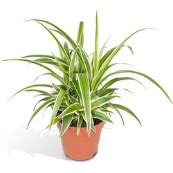 Hello Plants Chlorophytum Graslelie - Ø 12 cm - Hoogte: 25cm - Kamerplant Grasplant