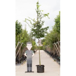 Haagbeuk Carpinus betulus h 350 cm st. omtrek 12 cm