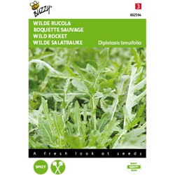 2 stuks - Rucola Selvatica