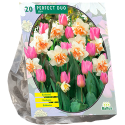 Perfect Duo Narcissus Tulipa per 20 bloembollen