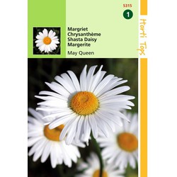 2 stuks - Chrysanthemum Vernale Leuc.May Queen