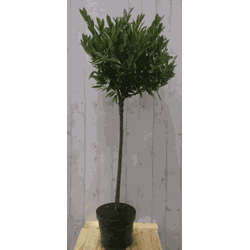 Prunus Otto stam 80 cm diameter 40 cm hoogte 150 cm