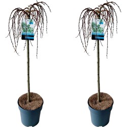 Salix Arbuscula - Dwergwilg - Set van 2 - Boompje - ⌀19 cm - Hoogte 80-90 cm