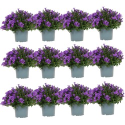 Campanula Addenda - Klokjesbloem paars potmaat 12cm - 2m2 bodembedekker - 12 stuks - Ambella purple - tuinplanten - winterhard