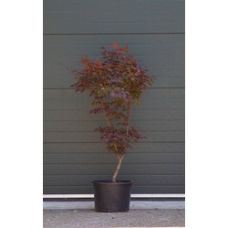 Rode Japanse esdoorn Bloodgood Acer palmatum Bloodgood h 137,5 cm - Warentuin Natuurlijk