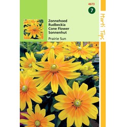 2 stuks - Rudbeckia Hirta Prairie Sun