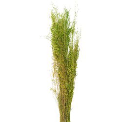 Clayre & Eef Droogbloemen Groen Droogbloemen