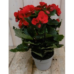 Kamerplant Begonia dubbelbloemig rood