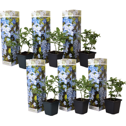 Mannentrouw - Set van 6 - Plumbago auriculata - Hoogte 25-40cm - ⌀9cm