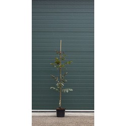 Roodbladige walnotenboom Juglans r. Purpurea h 162,5 cm st. omtrek 2 cm - Warentuin Natuurlijk