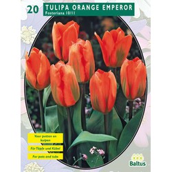 2 stuks - Tulipa Orange Emperor, Fosteriana per 20