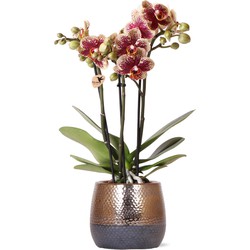 Kolibri Orchids | geel rode Phalaenopsis orchidee – Spain + Elite sierpot copper – potmaat Ø9cm – 40cm hoog | bloeiende kamerplant in bloempot - vers van de kweker