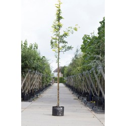 Gele valse Christusdoorn Gleditsia tr. Sunburst h 450 cm st. omtrek 16 cm