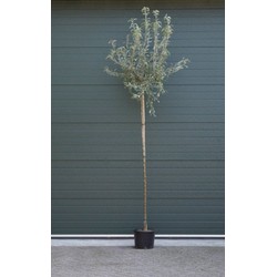 Wilgbladige treur sierpeer Pyrus salicifolia Pendula h 250 cm st. omtrek 12 cm st. h 220 cm