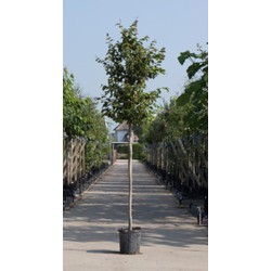 Vlamboom Parrotia persica h 250 cm st. omtrek 8 cm