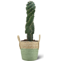 We Love Plants - Cereus Spirales + Mand Bram -  55 cm hoog - Cactus