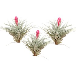 Tillandsia 'Cotton Candy' - Set van 3 - Luchtplantjes - Hoogte 5-15cm