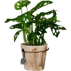 ZynesFlora - Monstera Obliqua in Houten Sierpot - Monkey Mask - Ø 12 cm - Hoogte: 25-35cm - Gatenplant