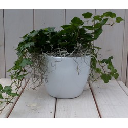 Efeublatt Hedrea dunkelgrün weiß Topf 25 cm Garten von Warentuin Natuurlijk - Warentuin Natuurlijk