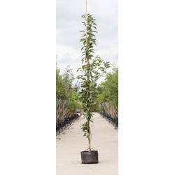 Japanse zuil sierkers Prunus serrulata Amanogawa h 350 cm st. h 30 cm