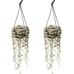 Ceropegia Woodii - Set van 2 - Lantaarnplantje - Pot 14cm - Hoogte 20-30cm