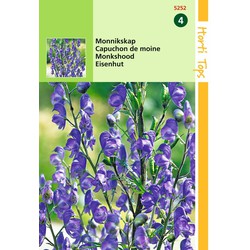 2 stuks - Aconitum Napellus Monnikskap