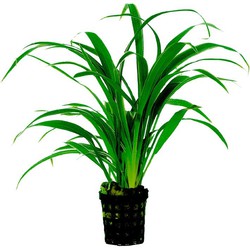 Ap-chlorophytum bichettii 5 cmpot