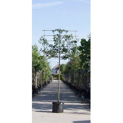 Sierpeer als leiboom Pyrus call. Chanticleer h 320 cm st. omtrek 12 cm st. h 200 cm