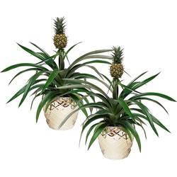 Choice of Green - Bromelia Ananasplant - kamerplant in pot "Royal Crown" - set 2 stuks - Hoogte 40 cm - Diameter pot 13 cm