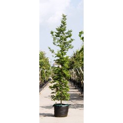 Groenbladige beuk laagstam Fagus sylvatica h 350 cm