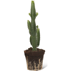We Love Plants - Euphorbia Acrurensis - 50 cm hoog - Cactus