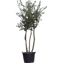 Kurkeik multistam Quercus suber 225 cm