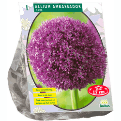 2 stuks - Allium Ambassador per 1