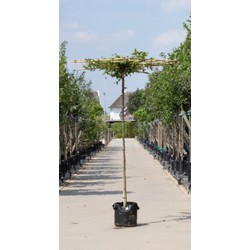 Haagbeuk vierkant dak Carpinus betulus h 230 cm st. omtrek 12 cm st. h 220 cm