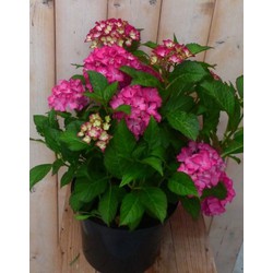 Hortensia Hydrangea roze 40 cm